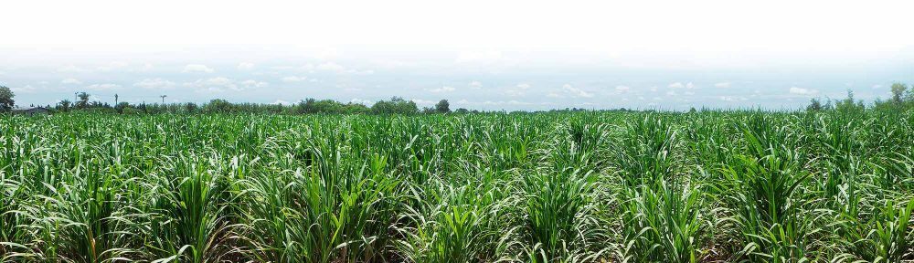 COOPERATIVA DE TRABAJO AGROPECUARIA AZUCAÑA LIMITADA